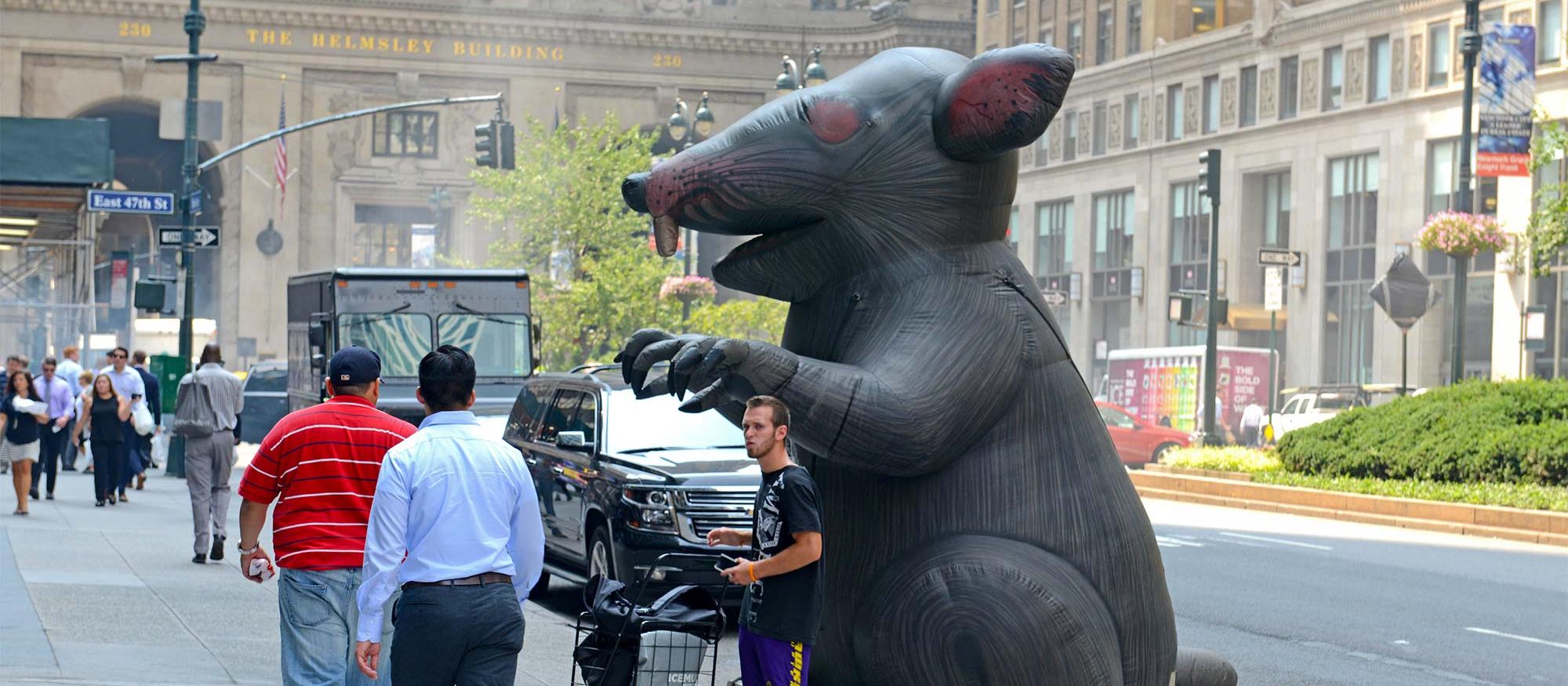 Rat