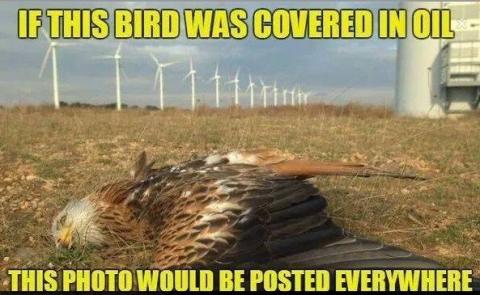 Bird killed by windfarms