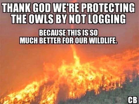 Owls logging