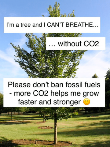 Trees like CO2